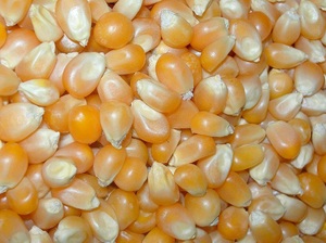   Материал кукурузы