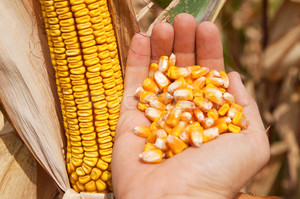 Описание строение семени кукурузы