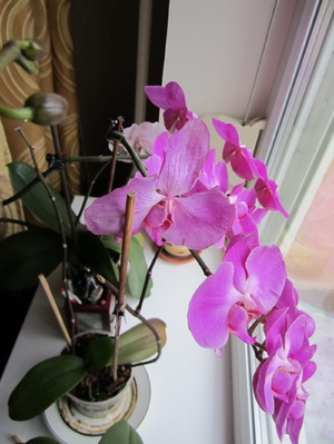 Посадка и уход за орхидеями