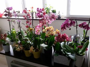 Как поливать орхидеи 