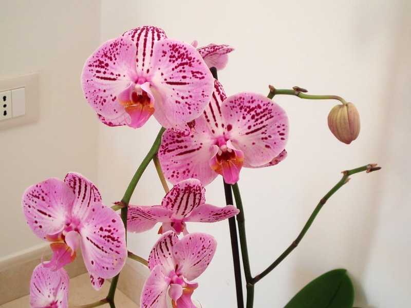 Как часто поливать орхидеи