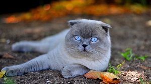 Шотландская вислоухая: описание породы кошки