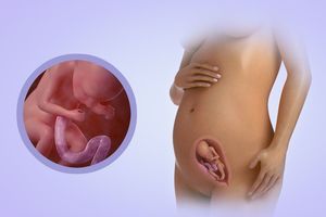 18 неделя беременности: что происходит