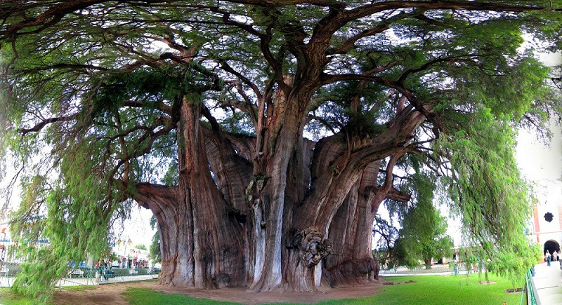 Какое самое большое дерево в мире