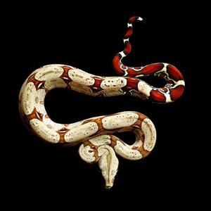 Сонник: змея