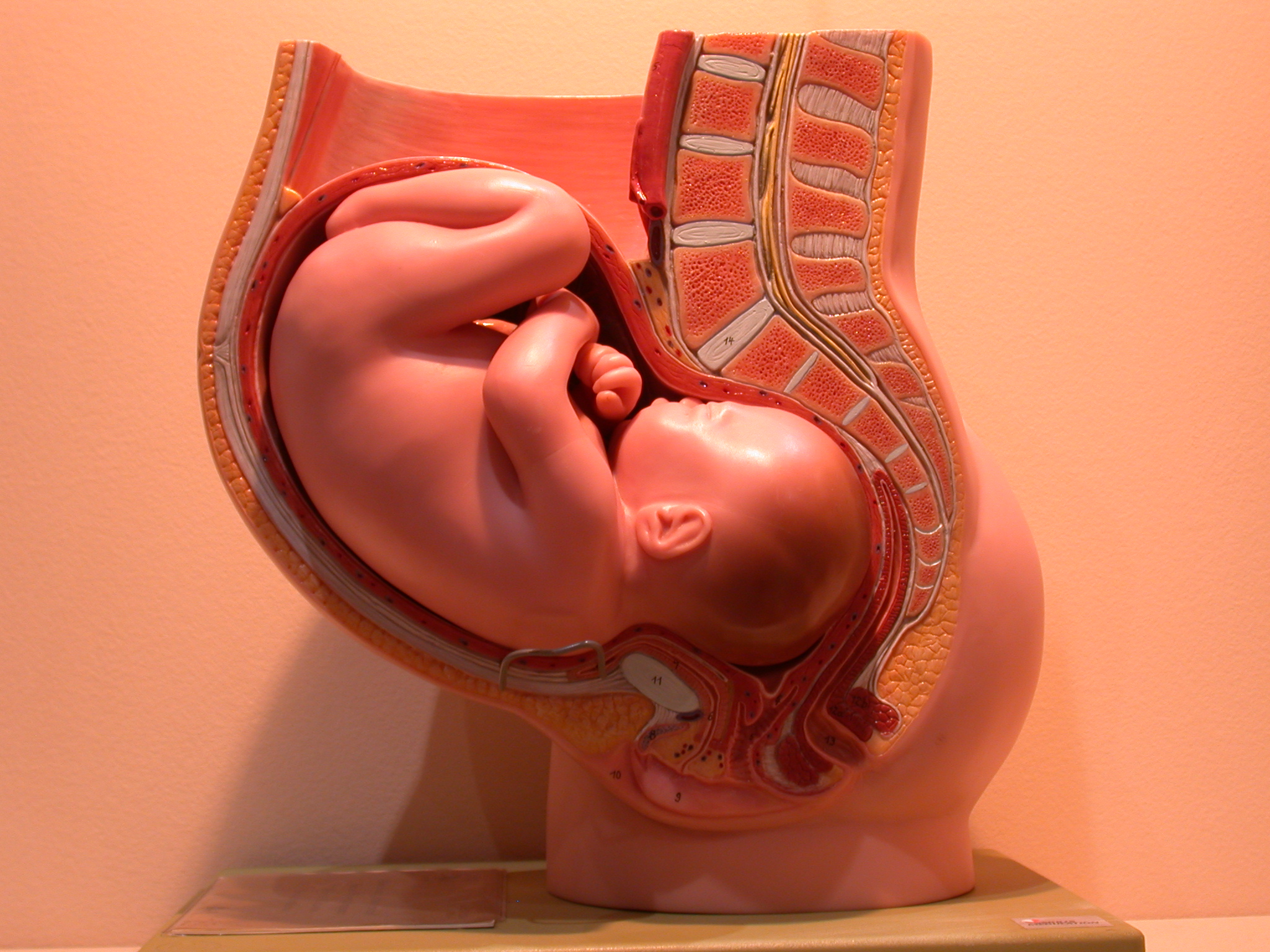 38 недель головка. Расположение ребенка в утробе. Расположение ребенка в животе. Расположеник ребёнка в утробе.