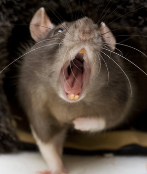 Как растолковать сон про крыс
