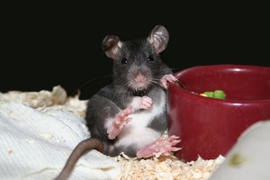 Как понять значение сна про крыс