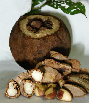 Бразильские орехи Амазонки